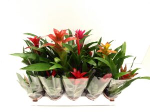 Bromelia Mix 9 cm