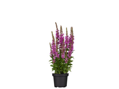 12 cm Blut-Weiderich (Lythrum)