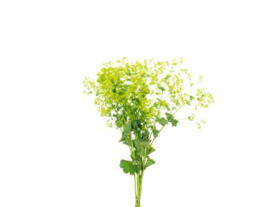 Alchemilla