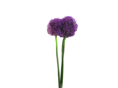 Allium Gladiator