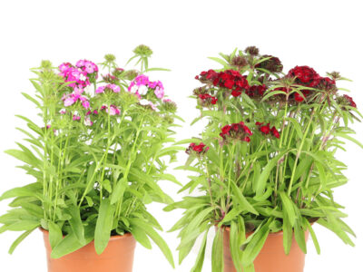 4 L Bartnelken (Dianthus barbatus)