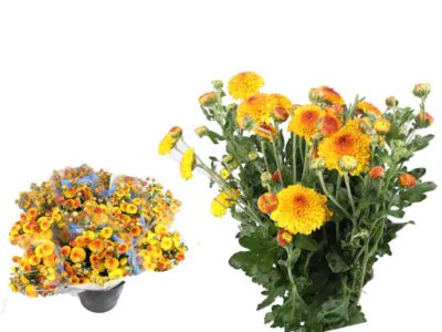 Chrysanthemen Rehaugen, Vierländer