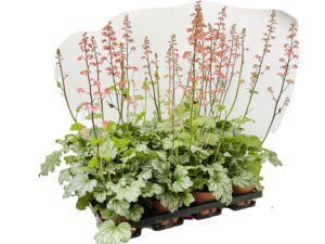 12 cm Heuchera