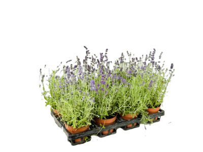 12 cm Lavendel (Lavandula angustifolia)