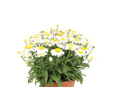 4 L Margerite (Argyranthemum)