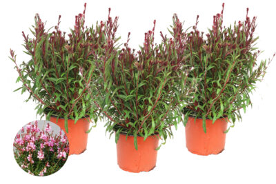 4 L Prachtkerze (Gaura)