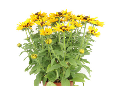 4 L Sonnenhut (Rudbeckia)