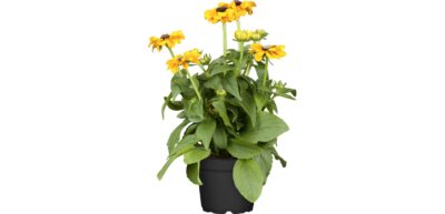 12 cm Sonnenhut (Rudbeckia)
