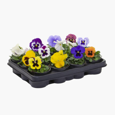 9 cm Stiefmütterchen F1