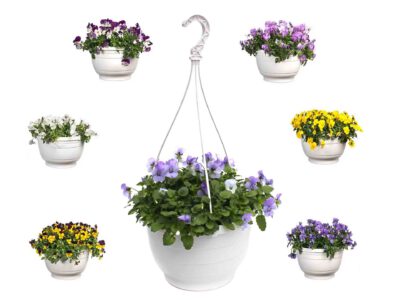 Viola Ampeln 27 cm