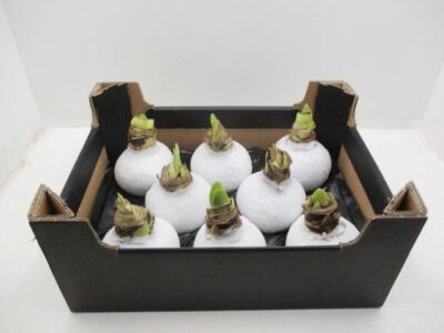 Amaryllis Wachs weiß