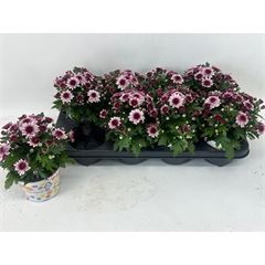 Chrysanthemum Bicolor Pink 12 cm