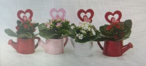 Kalanchoe mini in Gießkanne mit Herzstecker 6 cm