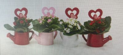Kalanchoe mini in Gießkanne mit Herzstecker 6 cm