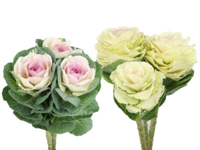 Zierkohl, Vierländer