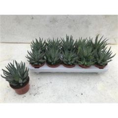 Aloe humilis 10,5 cm