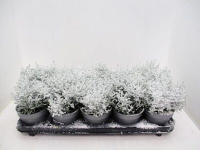 Stacheldraht beschneit mit Glitzer 12 cm