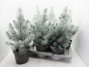Pinie (Pinus pinea) beschneit 15 cm