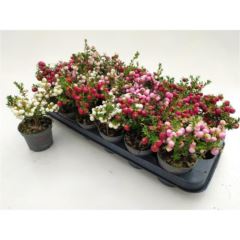 Pernettya Mix 9 cm