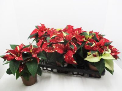 W-Stern mittel "Glitter" 10,5 cm