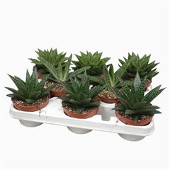 Aloe Mix 10 cm