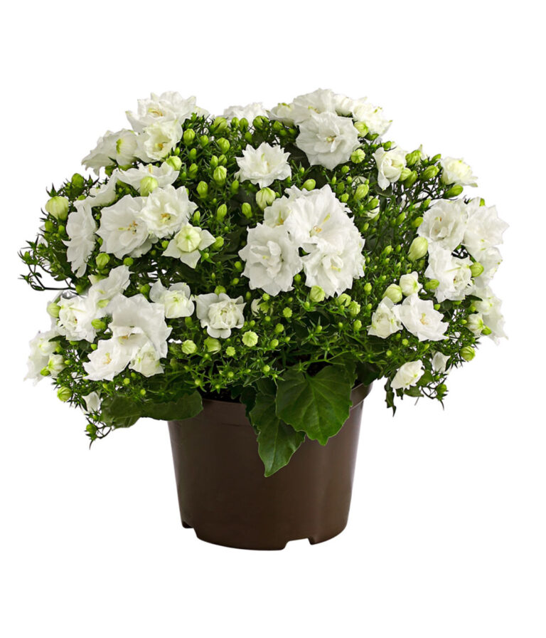 Campanula „Like Mee“ gefüllt weiß 10,5 cm Vierlaender Blumen