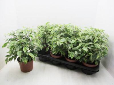 Ficus benj. "Kinky" 12 cm