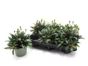 Crassula 10 cm