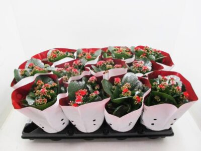 Kalanchoe mit Silberglitter rot 13 cm