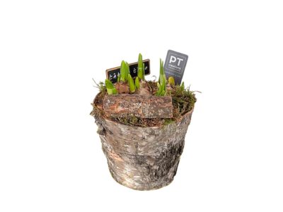 Narzissen in Rindentopf 17 cm