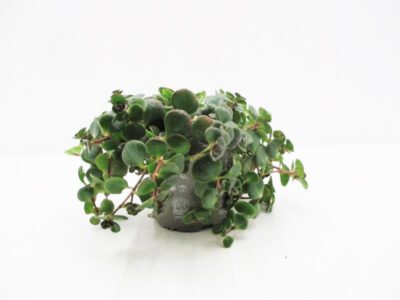 Sedum makinoi "Tornado" 10,5 cm