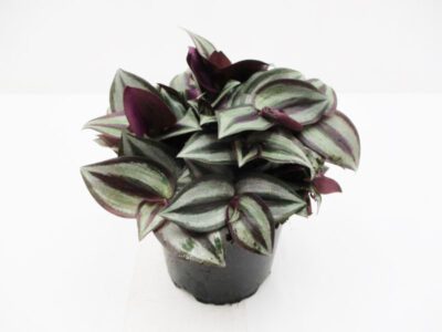 Tradescantia albi. "Pink Panther" 10,5 cm