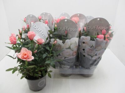 Rosen "Duftrose" 10,5 cm