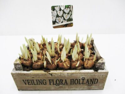 Crocus weiß in Holzkiste 21x13 cm