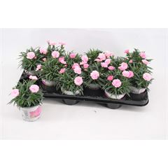 Dianthus "I Love U" 10 cm