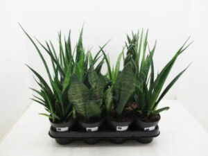 Sansevieria cylindrica Mix 10 cm