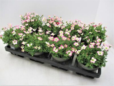 Saxifraga arendsii (Moos-Steinbrech) rosa 12 cm
