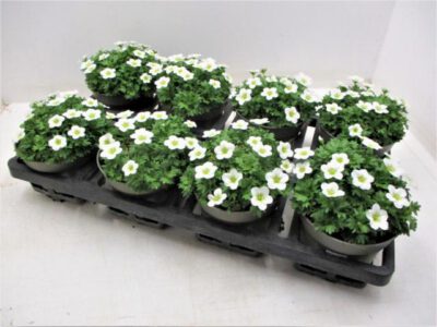 Saxifraga arendsii (Moos-Steinbrech) weiß 12 cm
