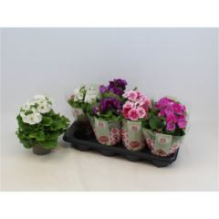 Becher-Primel (Primula obc.) 10 cm