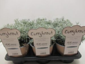 Currykraut 14 cm