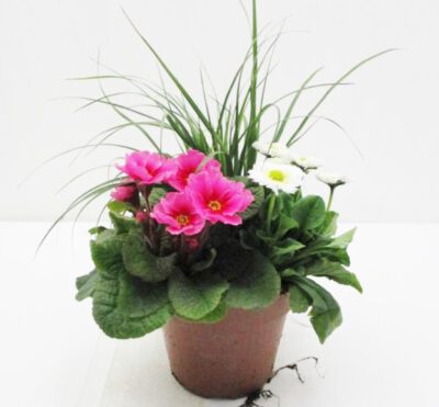 Frühlingsflirt Mix 12 cm