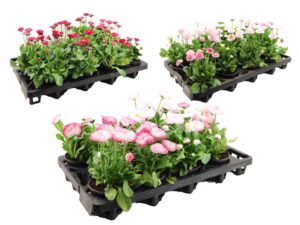 Gänseblümchen (Bellis) 9 cm