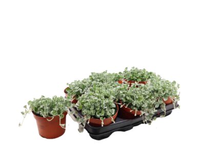 12 cm Silverfalls (Dichondra)
