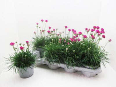 Grasnelken (Armeria maritima) 12 cm