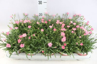 Dianthus "Peman" Mix 13 cm