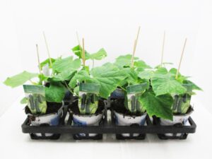 Gurke veredelt 12 cm