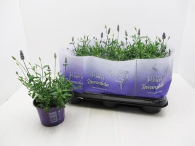 Lavendel 10,5 cm