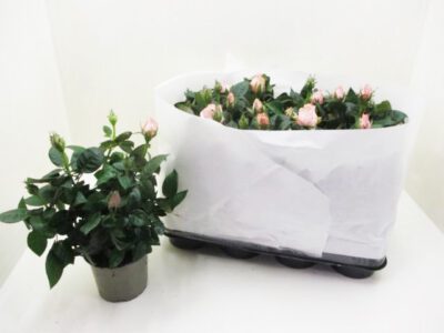 Rosen Duo 10,5 cm