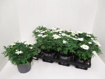 Strauchmargerite (Argyranthemum) weiß 12 cm