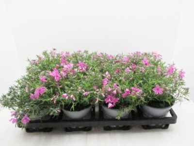 Phlox 12 cm